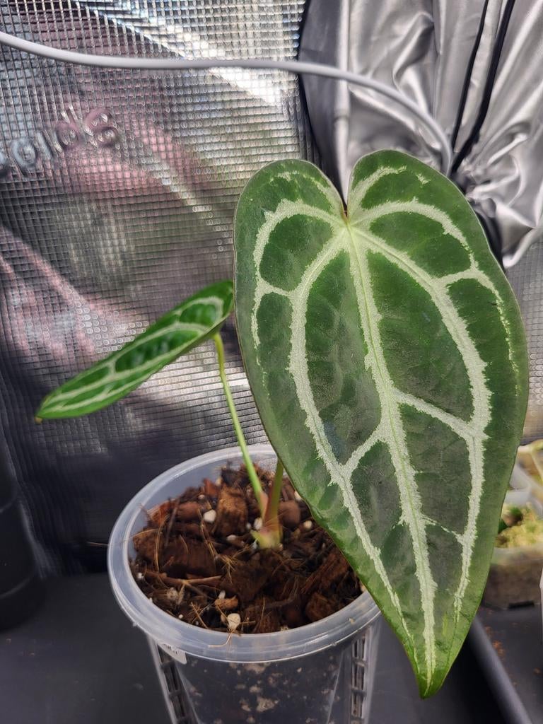 Anthurium forgetii X magnificum, Huis en Inrichting, Overige soorten, In pot, Minder dan 100 cm, Bloeiende kamerplant