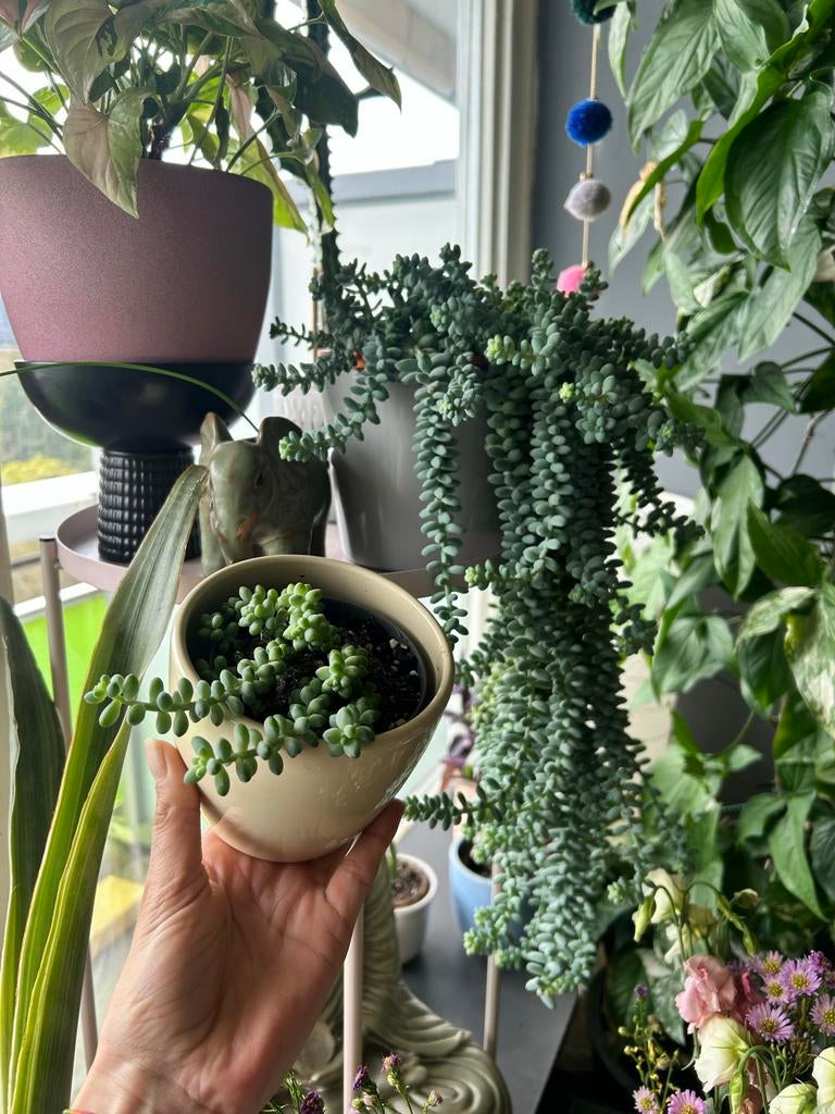 Sedum morganianum (Burro's Tail) - Hangplant/Vetplant, Huis en Inrichting, Kamerplanten, Ophalen, Vetplant, Minder dan 100 cm