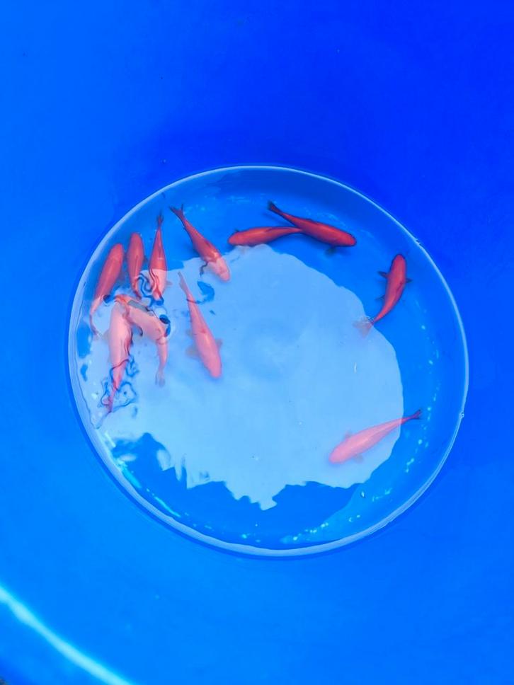 Goudvis 10-12 cm desgewenst bezorgd aan huis, Dieren en Toebehoren, Vissen | Vijvervissen, Goudvis(sen)