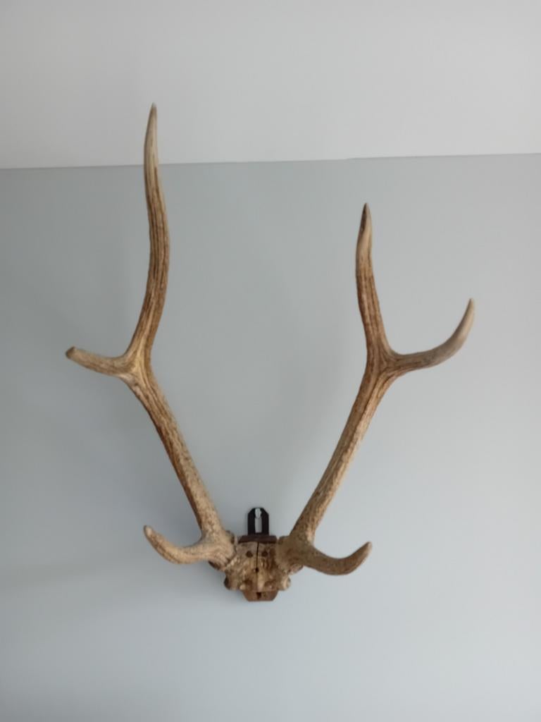 Oud gewei hert, Huis en Inrichting, Ophalen of Verzenden