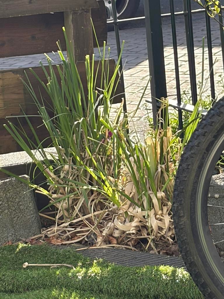 Pampasgras 2 stuks, Tuin en Terras, Planten | Bomen, Ophalen, Volle zon, Overige soorten, Minder dan 100 cm