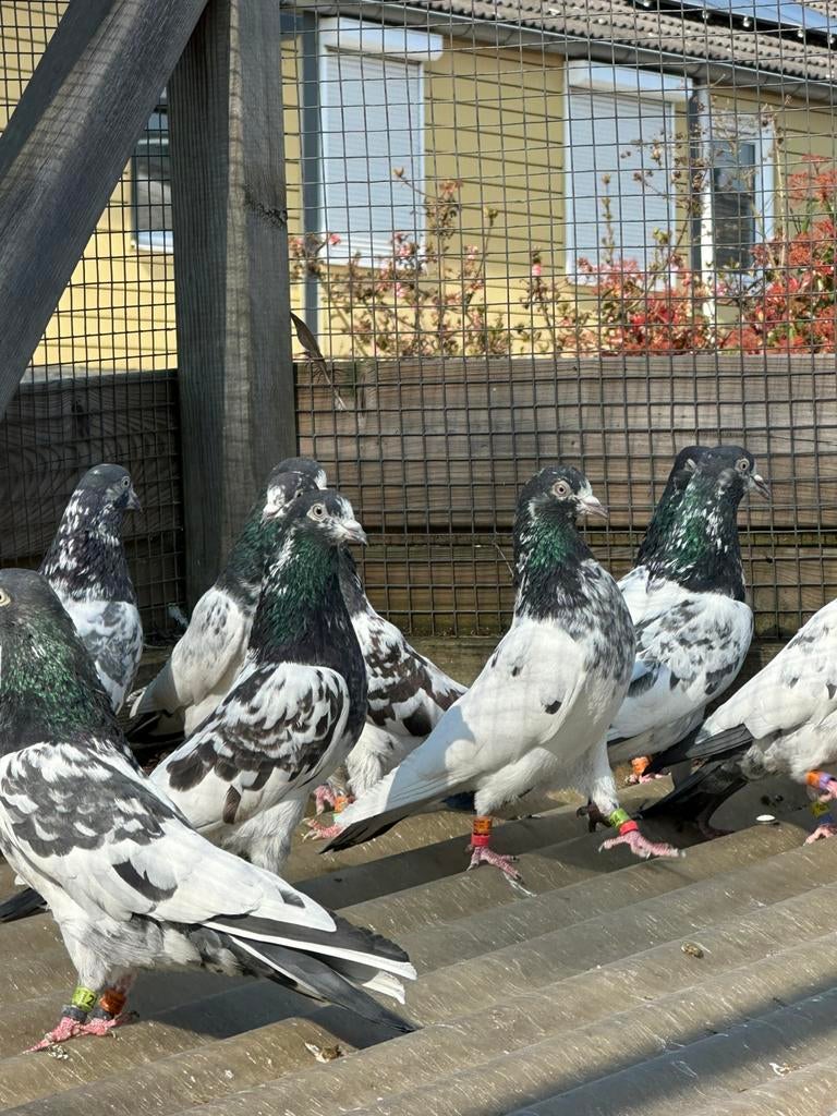 Pakistani hoogvliegers, Dieren en Toebehoren, Meerdere dieren, Postduif