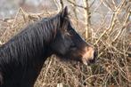 Welsh fokmerrie (Sectie WPBR), Dieren en Toebehoren, Pony's, Merrie, Met stamboom, Onbeleerd, Recreatiepony