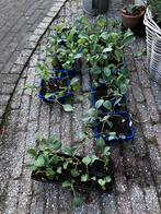 koolplantjes, Ophalen, Eenjarig, Groenteplanten, Volle zon