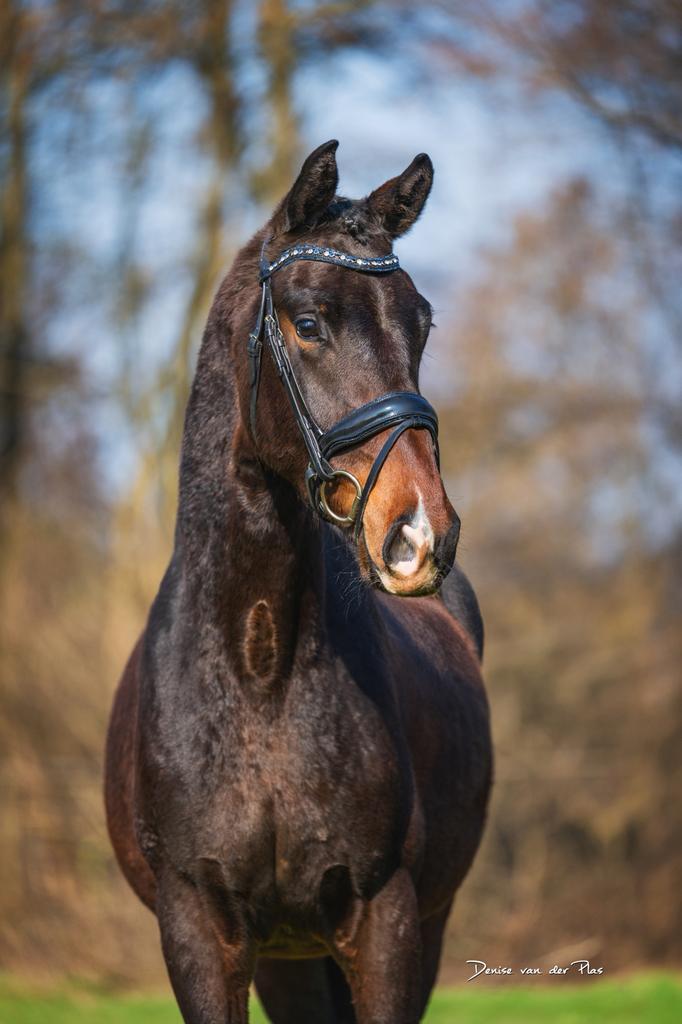 Lieve ruin te koop, Dieren en Toebehoren, Paarden, Ruin, 160 tot 165 cm, 3 tot 6 jaar, Dressuurpaard, Met stamboom, Gechipt, Ontwormd