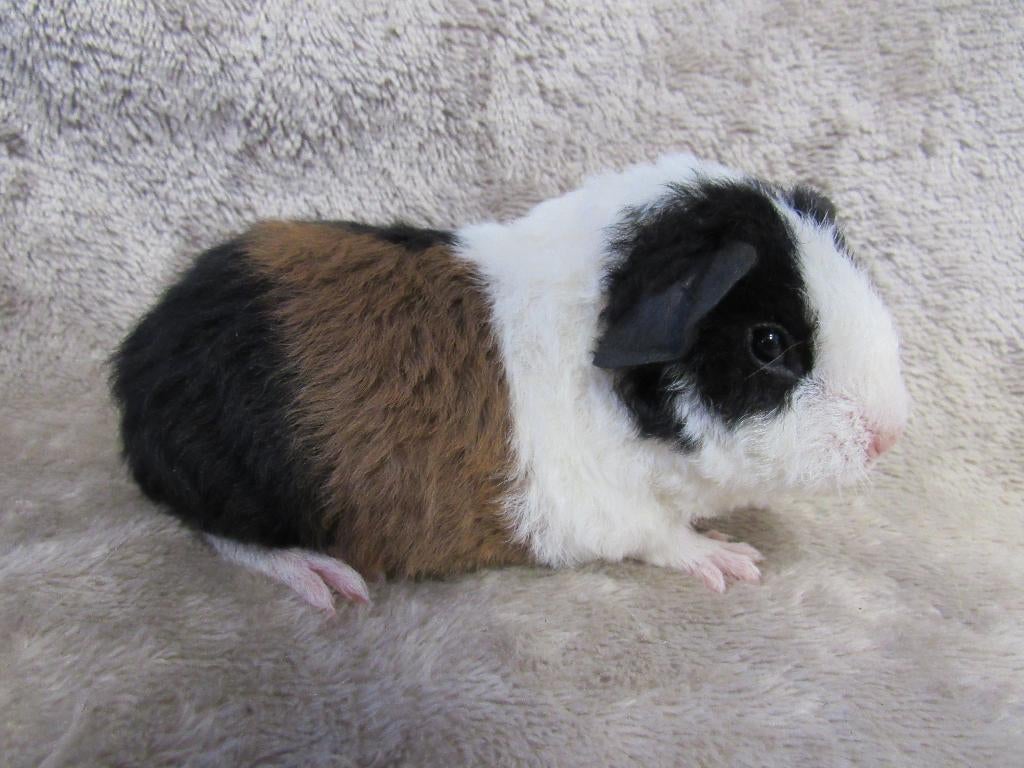US teddy  baby, Dieren en Toebehoren, Knaagdieren, April, Mannelijk, Cavia