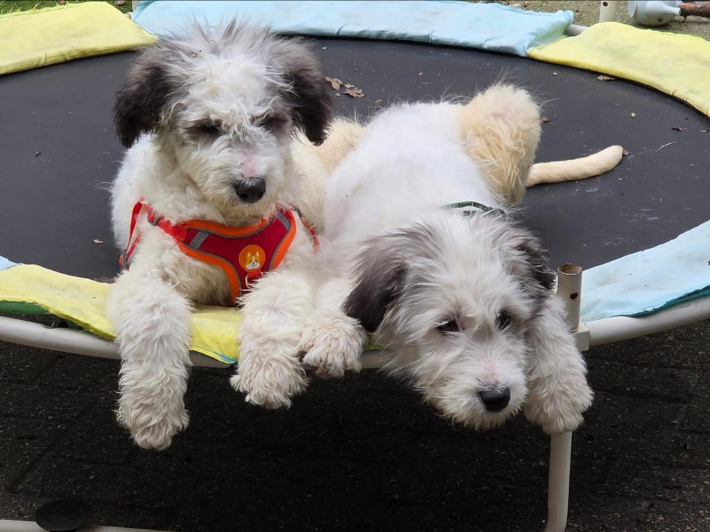 Zuid-Russische Herdershond puppy’s, Ophalen