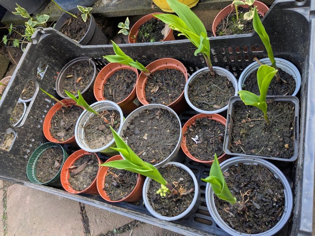 Lelie van dalen plantjes stinzenplant bloeien bijna bio, Ophalen, Halfschaduw