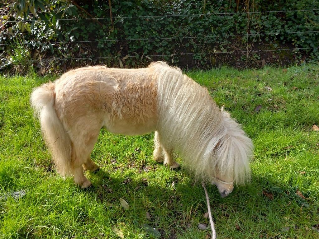 Ter dekking aangeboden., Hengst