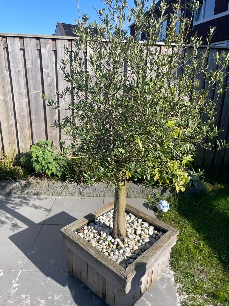 Mooie olijfboom van 1,80m met houten plantenbak op wielen, Tuin en Terras, Volle zon, Vaste plant, Bloeit niet, Ophalen