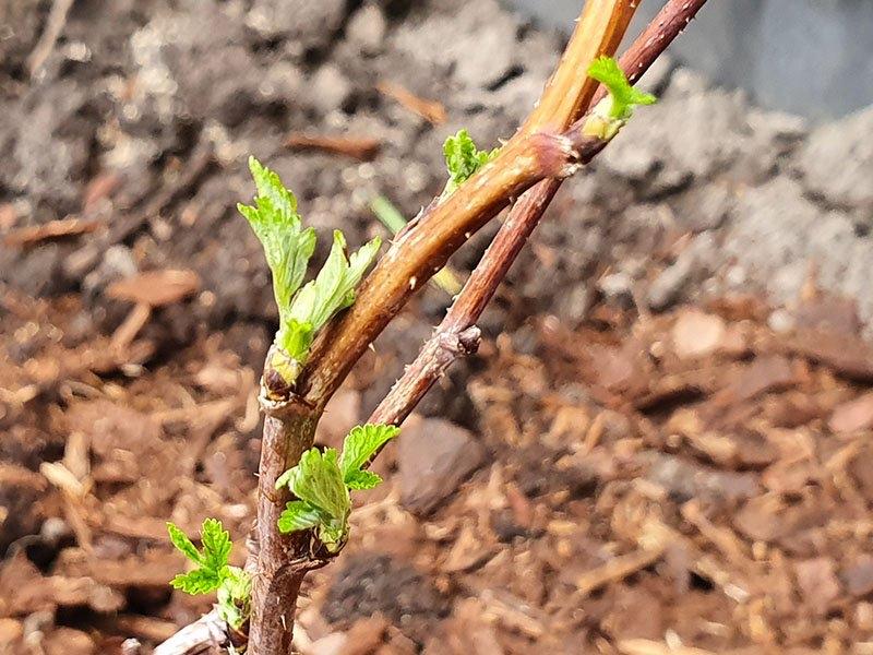 Frambozenplanten - Vers fruit uit eigen tuin, Ophalen, Volle zon, Vaste plant, Zomer