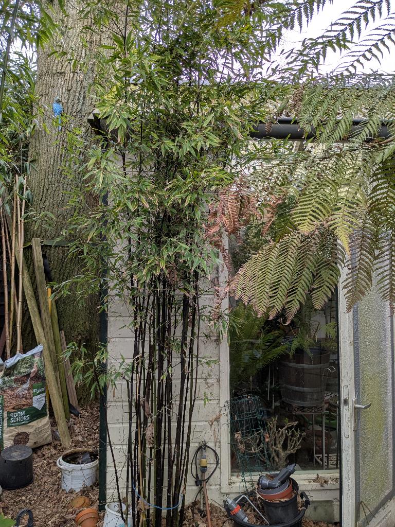 bamboe, Vaste plant, Bloeit niet, Halfschaduw, Ophalen