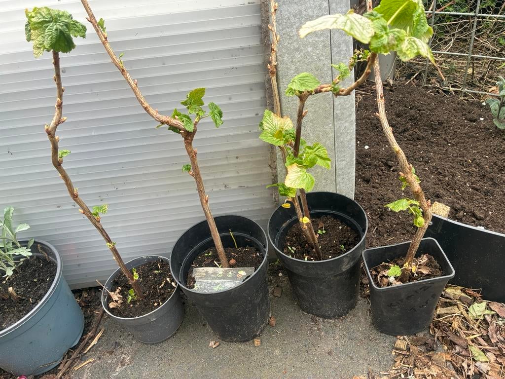 Zwarte aalbessen, Tuin en Terras, Ophalen, Minder dan 100 cm, Overige soorten, Lente