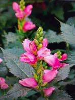 Schilpadbloem, Ophalen, Voorjaar, Volle zon, Wortelstok