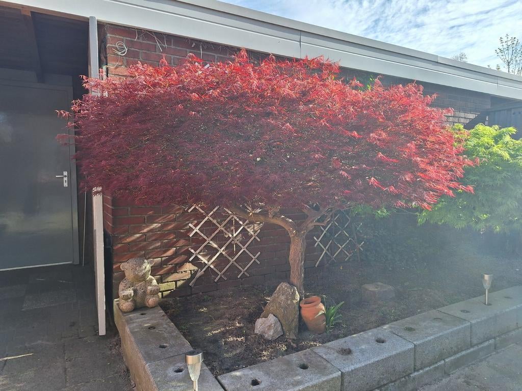 Japanse esdoorn 2 st, Tuin en Terras, Planten | Bomen, Ophalen, Bloeit niet, Halfschaduw, Overige soorten