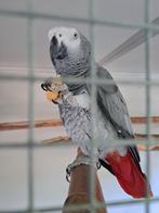 Vermist Grijze roodstaart papegaai., Mannelijk, Papegaai, Geringd