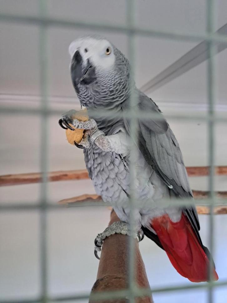 Vermist Grijze roodstaart papegaai., Dieren en Toebehoren, Vogels | Parkieten en Papegaaien, Papegaai, Mannelijk, Geringd