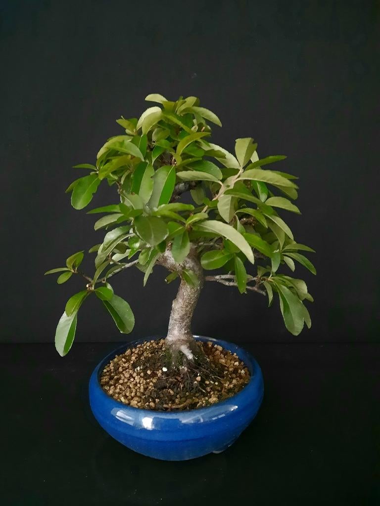 Bonsai Pyracanthe .Afgeprijsd €50, Volle zon, Bloeit niet, Minder dan 100 cm, Overige soorten