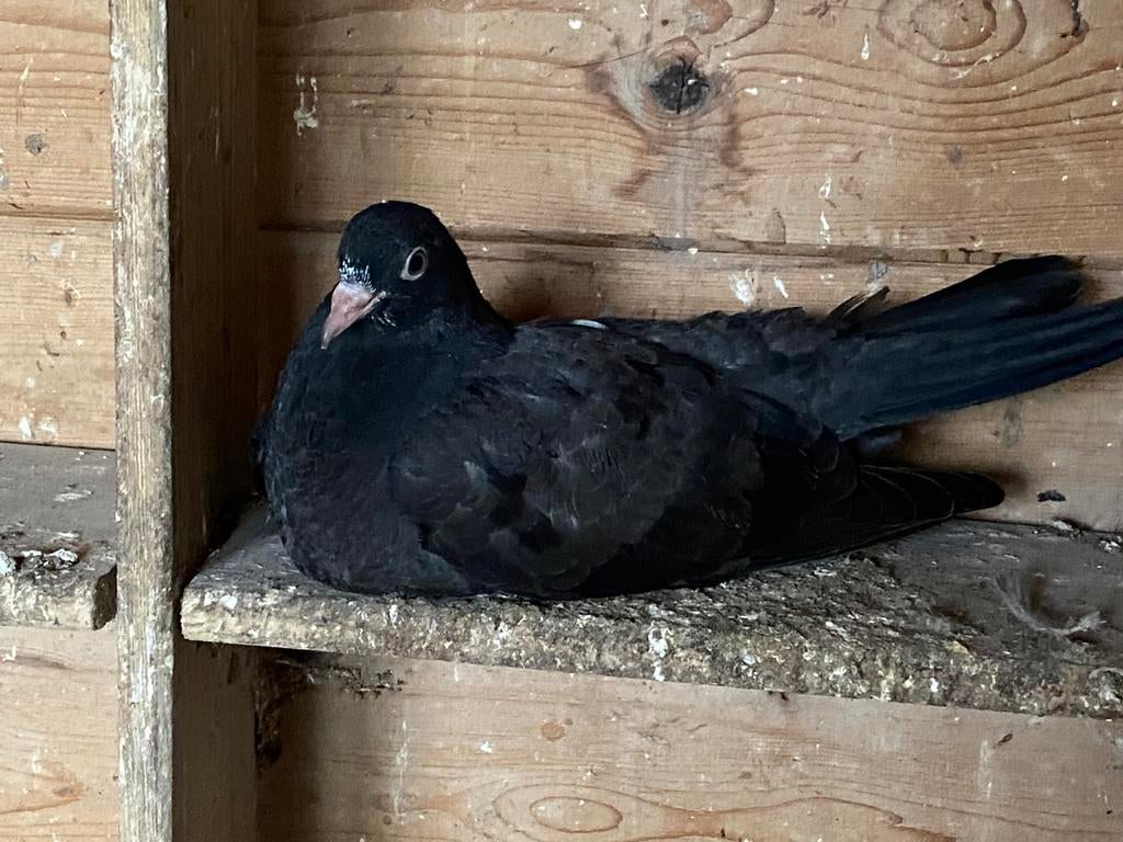 2 jonge zwarte sierduiven, Dieren en Toebehoren, Meerdere dieren, Overige soorten