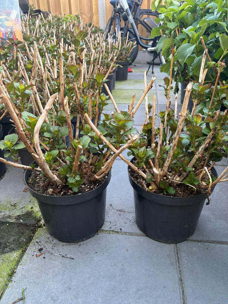 Roze hortensia's in grote 10l pot nu 15,-!! Op = op, Tuin en Terras, Planten | Tuinplanten, Overige soorten, Vaste plant, Ophalen of Verzenden
