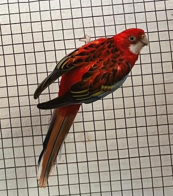 Gevraagd: pracht rosella man 2025, Dieren en Toebehoren, Mannelijk, Parkiet, Geringd