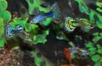 Hobbyaquarium Poec Ret Snakeskin guppy uitzoeken, Vis, Zoetwatervis, Schoolvis