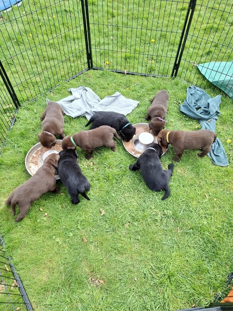 Labrador  pups  8 stuks, 8 tot 15 weken, Labrador retriever, Parvo, Meerdere