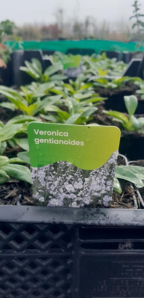Veronica gentianoides planten ereprijs, Ophalen of Verzenden, Overige soorten, Volle zon