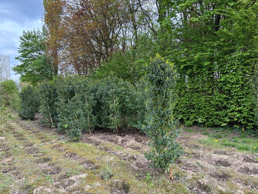 Portugese laurier 200/250 hoog perceel opruiming!, Tuin en Terras, Ophalen, Laurier, 100 tot 250 cm