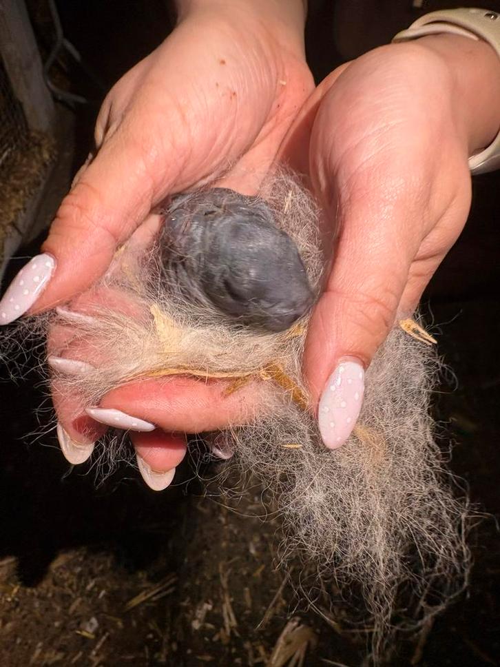 Baby konijntjes, Dieren en Toebehoren, Konijnen, Dwerg, Meerdere dieren