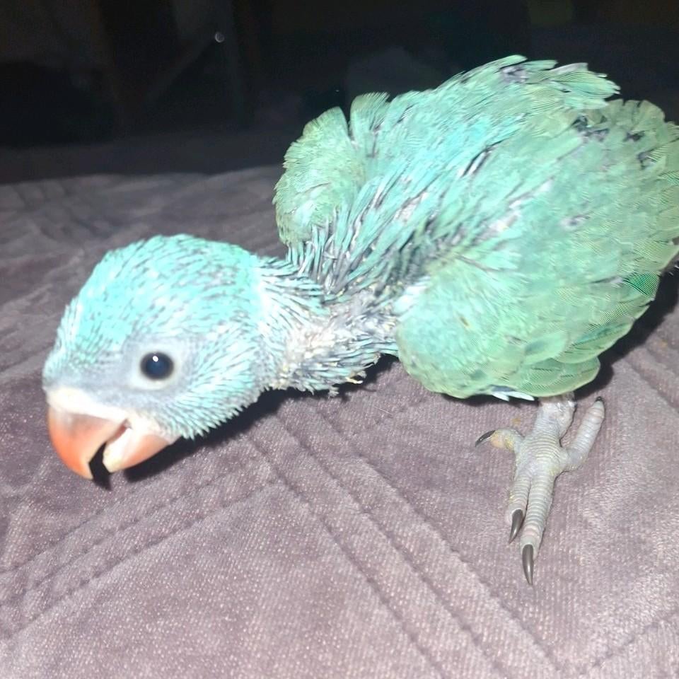 Handtamme halsbandparkiet, Geslacht onbekend, Parkiet, Geringd