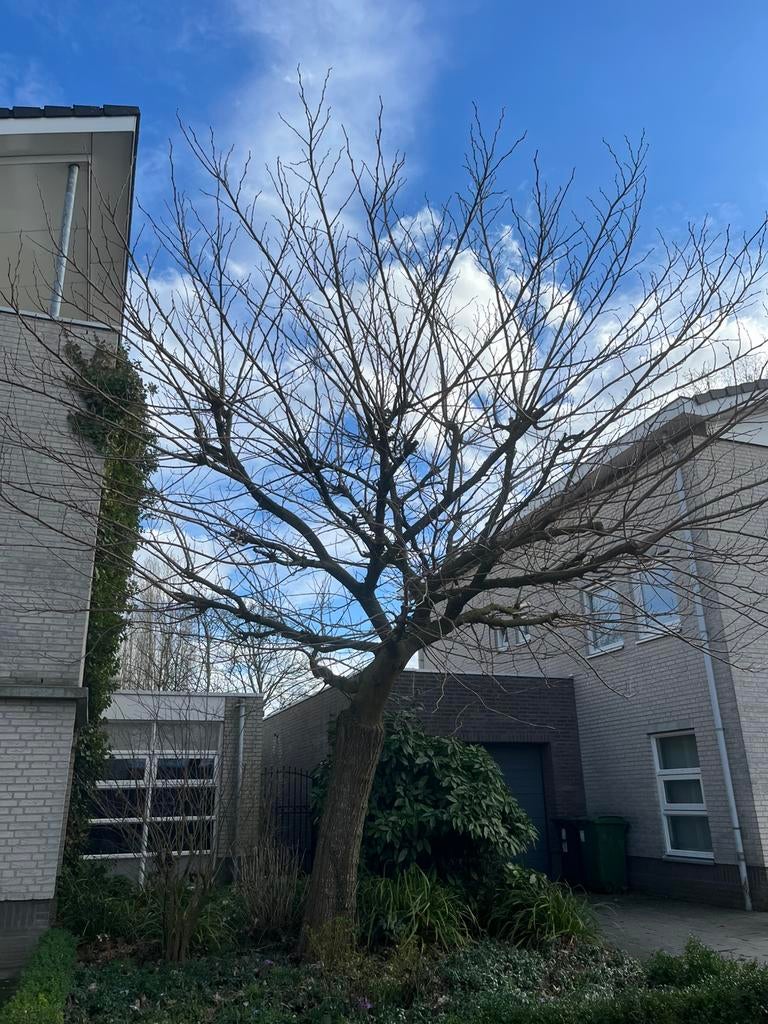 Uitlopers(2meter) moerbeiboom gratis af te halen, Tuin en Terras, Planten | Bomen, Ophalen of Verzenden, Overige soorten