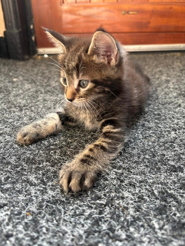 Mainecoon kittens, Dieren en Toebehoren, Katten en Kittens | Raskatten | Langhaar, Meerdere dieren, 0 tot 2 jaar