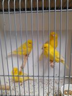 Geel, Dieren en Toebehoren, Meerdere dieren, Kleurkanarie