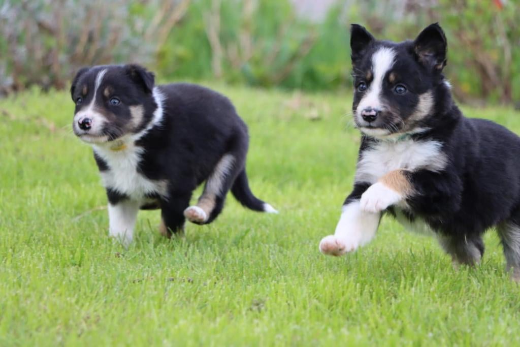 Border Collie pups, 8 tot 15 weken, Collie, Meerdere, Meerdere dieren