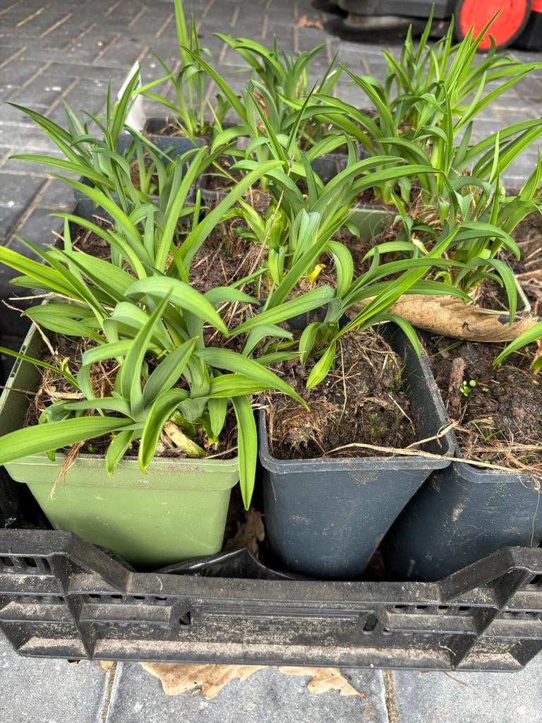 Daglelie (Hemerocallis) planten, Tuin en Terras, Overige soorten, Volle zon, Vaste plant, Ophalen of Verzenden
