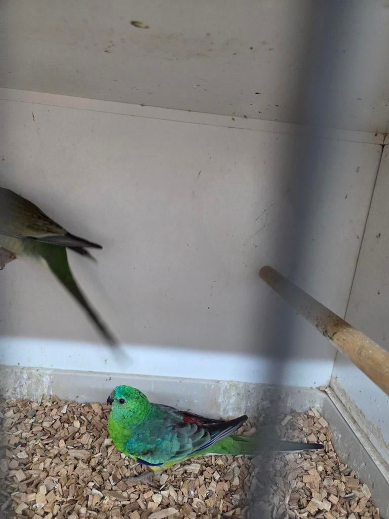 Roodrug parkieten, Meerdere dieren, Parkiet