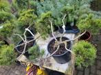Pinus Mugo Ponpon - Bergden in Ponpon Vorm, Volle zon, Vaste plant, Bloeit niet, Ophalen