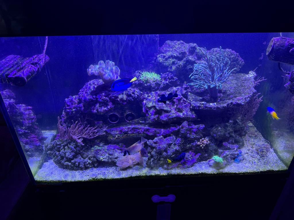 Zeer compleet zeeaquarium !, Vis, Zoutwatervis