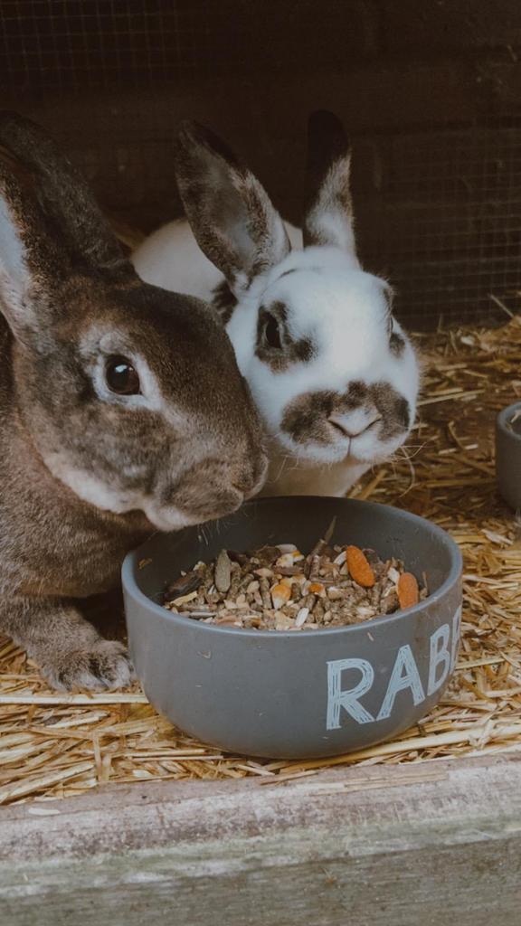 2 Rex konijnen (rammen) + hok en toebehoren, Dieren en Toebehoren, Mannelijk, Middelgroot, 0 tot 2 jaar