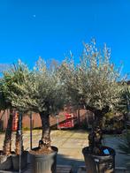 Olijfbomen super handel olea europa super Olijfbomen, Lente, 100 tot 250 cm, Olijfboom, Ophalen