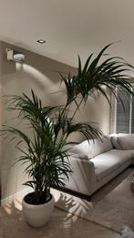 Exclusieve kamerplant met bloempot, Ophalen of Verzenden