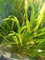 Valisnaria aquarium planten, Dieren en Toebehoren, Ophalen, Nieuw, Plant(en), Steen of Hout