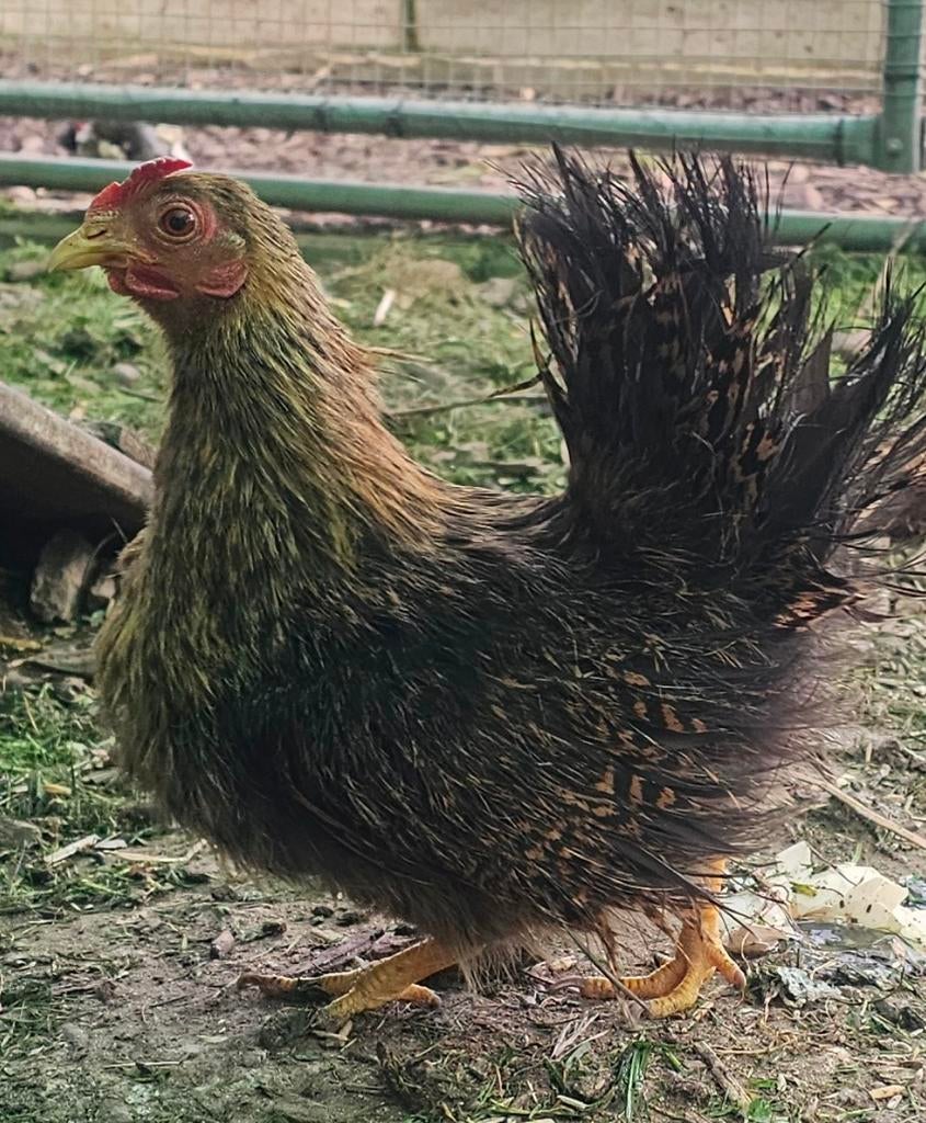 Broedeieren Serama kippen, Geslacht onbekend, Kip