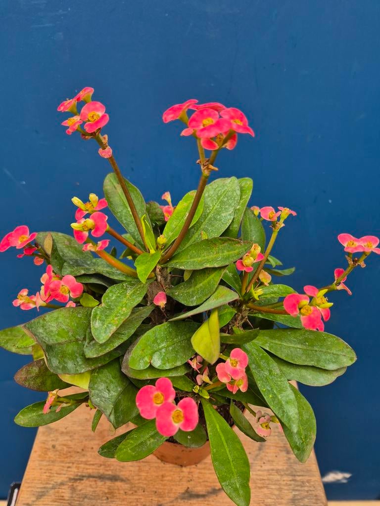Euphorbia Millii Roze p13