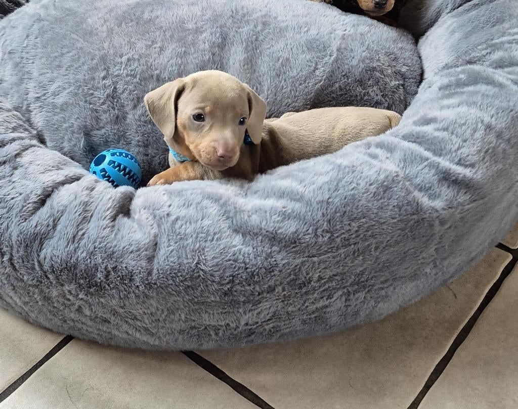 Lief teckel reutje, Parvo, Reu, 8 tot 15 weken, Korthaar