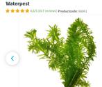 Te koop bos waterpest of hoornblad, Ophalen of Verzenden, Zo goed als nieuw, Plant(en), Steen of Hout