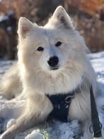 Aangeboden Samojeed teefje 2 jaar oud, Dieren en Toebehoren, 1 tot 2 jaar, Teef, Poolhond, Eén hond