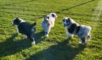Australische herder pups / Aussi pup / Australian Shepherds, België, 8 tot 15 weken, Parvo, Meerdere