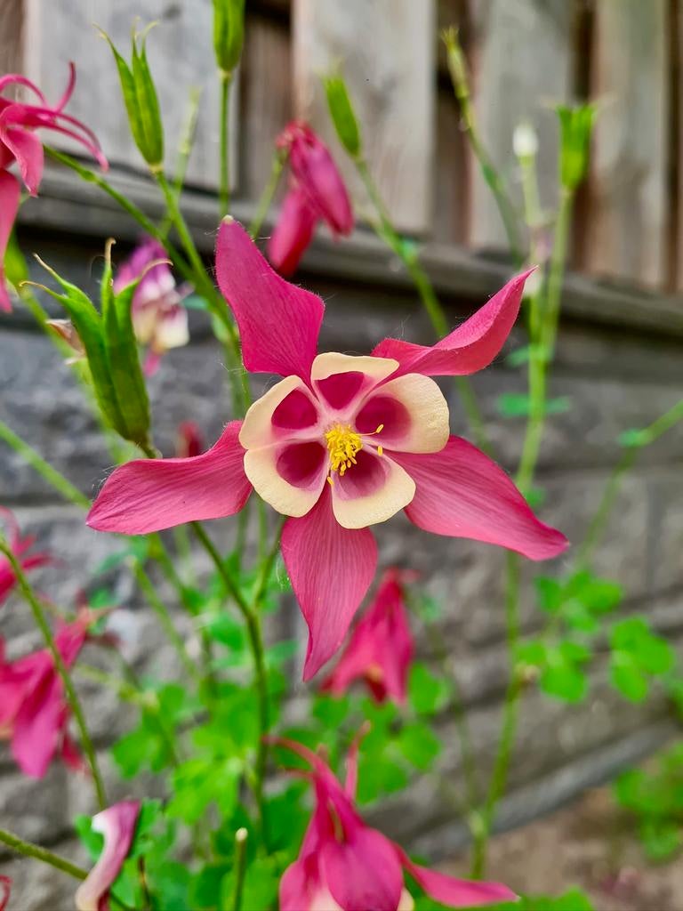 AKELEI Plantjes Kleur is een verrassing uit Biologische tuin, Tuin en Terras, Vaste plant, Halfschaduw, Zomer, Ophalen